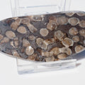 Polished Coral