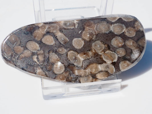 Polished Coral