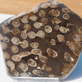 Polished Coral