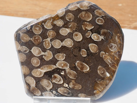 Polished Coral
