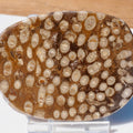 Polished Coral