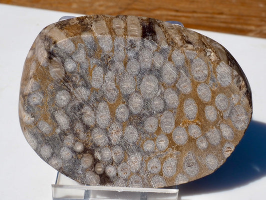 Polished Coral