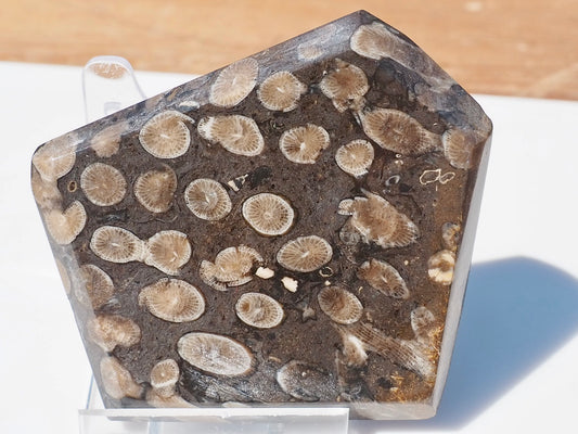 Polished Coral