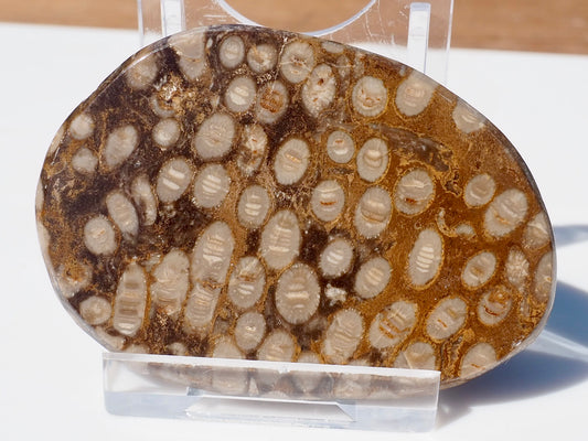 Polished Coral