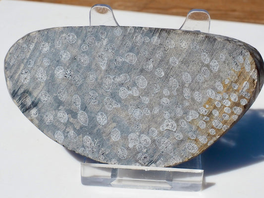 Polished Coral
