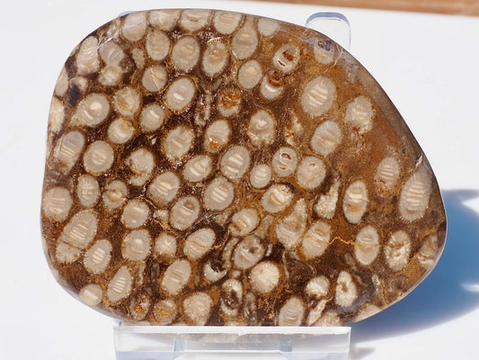 Polished Coral