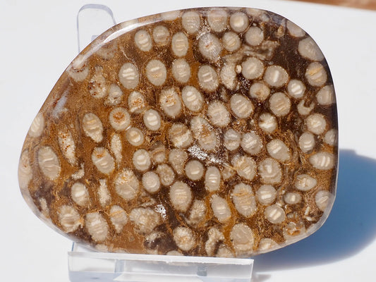 Polished Coral