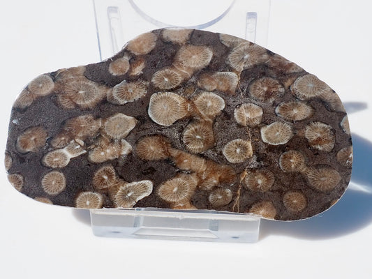 Polished Coral