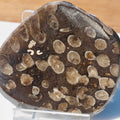 Polished Coral