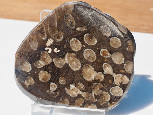 Polished Coral