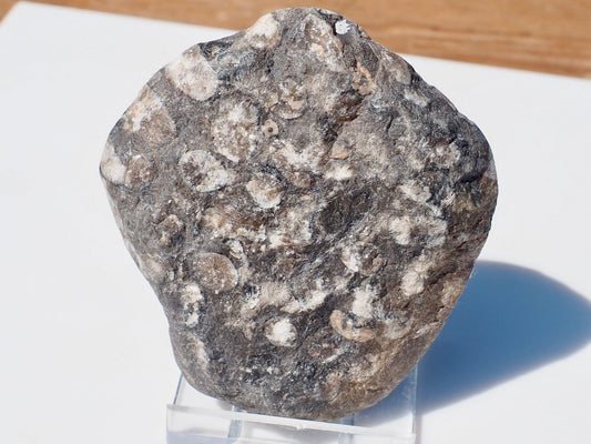 Polished Coral