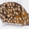 Polished Coral