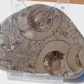 Cut & Polished Arnioceras Ammonites