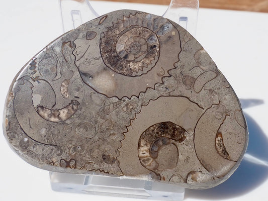 Cut & Polished Arnioceras Ammonites