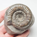 Catacoeloceras Ammonite Fossil – Whitby Yorkshire Coast – Jurassic