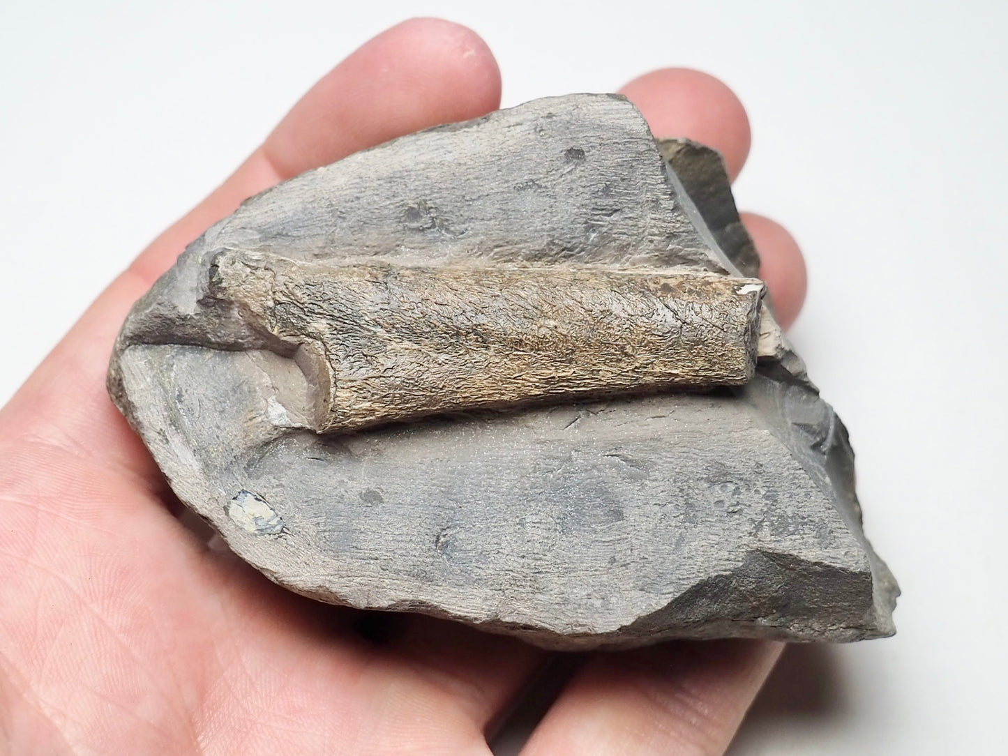 Ichthyosaur Rib