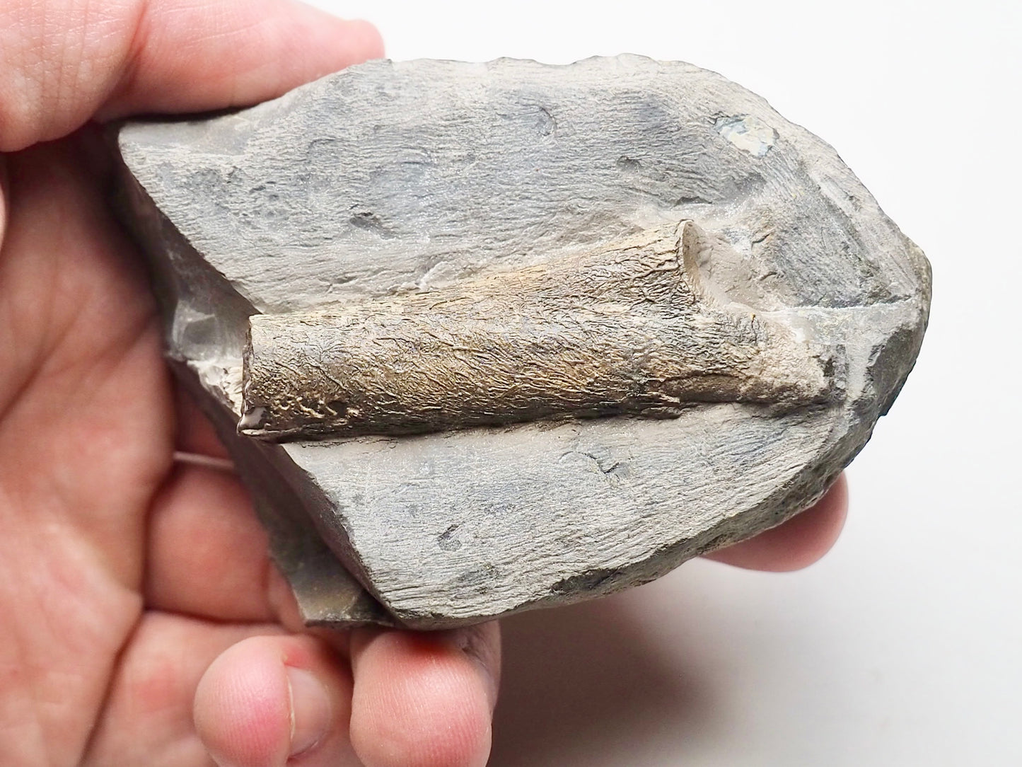 Ichthyosaur Rib