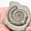 Dactylioceras Ammonite Fossil for Sale – Whitby Yorkshire Coast Jurassic