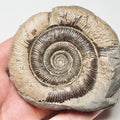 Tenuicostatum Dactylioceras Ammonite Fossil for Sale – Whitby Yorkshire Coast Jurassic