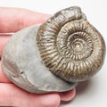 Catacoeloceras Ammonite Fossil – Whitby Yorkshire Coast – Jurassic