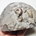Eleganticeras Ammonite Fossil – Whitby Yorkshire Coast – Jurassic