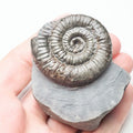 Porpoceras Ammonite Fossil – Whitby Yorkshire Coast – Jurassic