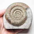 Dactylioceras Ammonite Fossil for Sale – Whitby Yorkshire Coast Jurassic