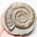 Tenuicostatum Dactylioceras Ammonite Fossil for Sale – Whitby Yorkshire Coast Jurassic