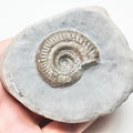 Hildoceras Ammonite Fossil – Whitby Yorkshire Coast – Jurassic