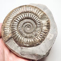 Dactylioceras Ammonite Fossil for Sale – Whitby Yorkshire Coast Jurassic