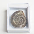 Dactylioceras Boxed Specimen Ammonite Fossil – Whitby Yorkshire Coast – Jurassic