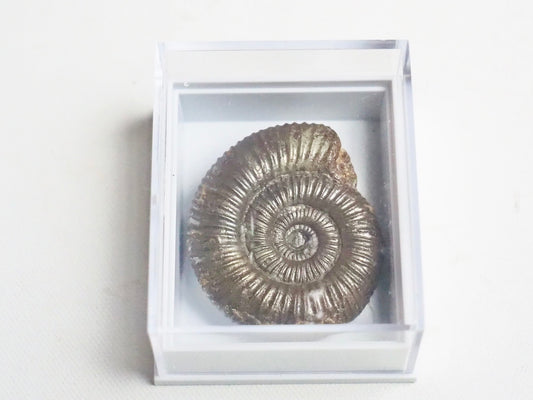 Dactylioceras Boxed Specimen