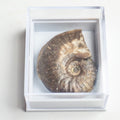Eleganticeras Ammonite Fossil – Whitby Yorkshire Coast – Jurassic