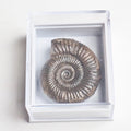 Dactylioceras Boxed Specimen Ammonite Fossil – Whitby Yorkshire Coast – Jurassic