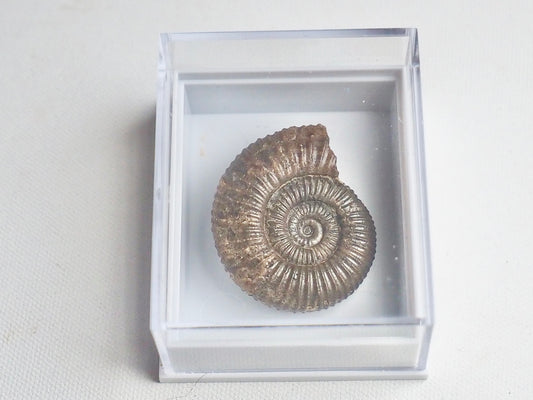 Dactylioceras Boxed Specimen