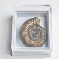 Dactylioceras Boxed Specimen Ammonite Fossil – Whitby Yorkshire Coast – Jurassic