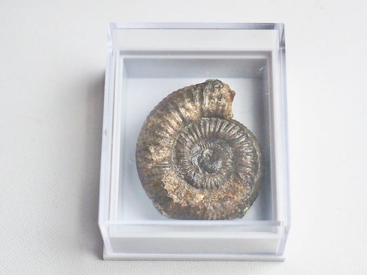 Dactylioceras Boxed Specimen