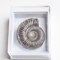 Dactylioceras Boxed Specimen Ammonite Fossil – Whitby Yorkshire Coast – Jurassic