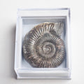 Dactylioceras Boxed Specimen Ammonite Fossil – Whitby Yorkshire Coast – Jurassic