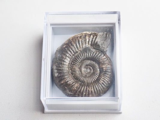 Dactylioceras Boxed Specimen