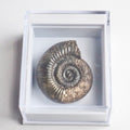 Dactylioceras Boxed Specimen Ammonite Fossil – Whitby Yorkshire Coast – Jurassic