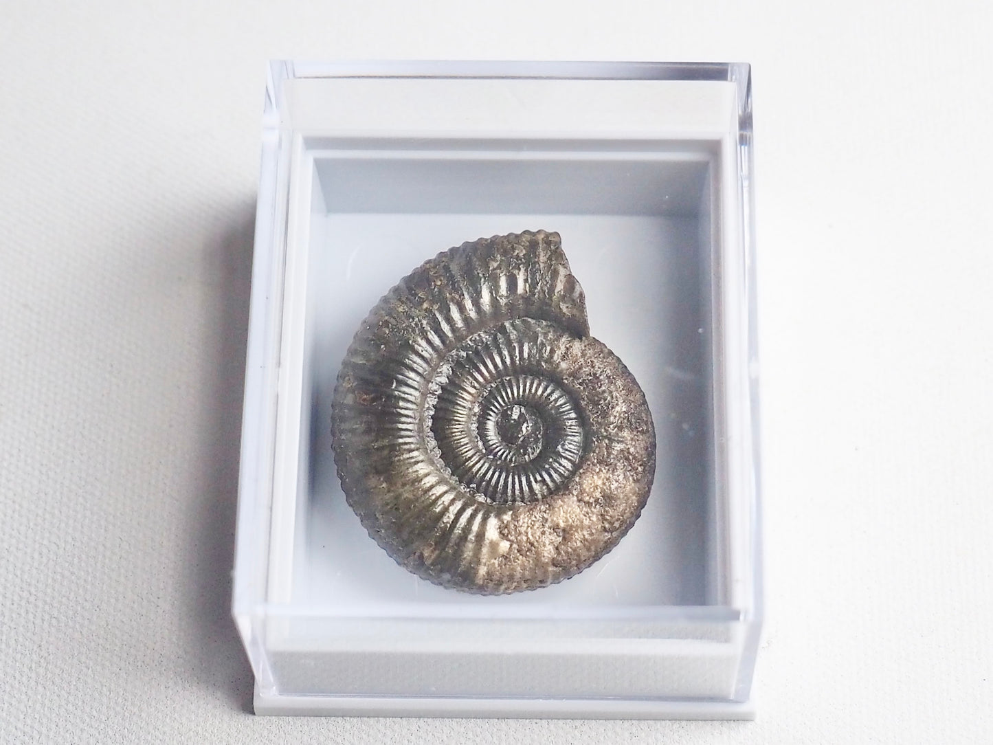 Dactylioceras Boxed Specimen