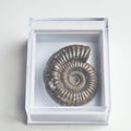 Dactylioceras Boxed Specimen Ammonite Fossil – Whitby Yorkshire Coast – Jurassic