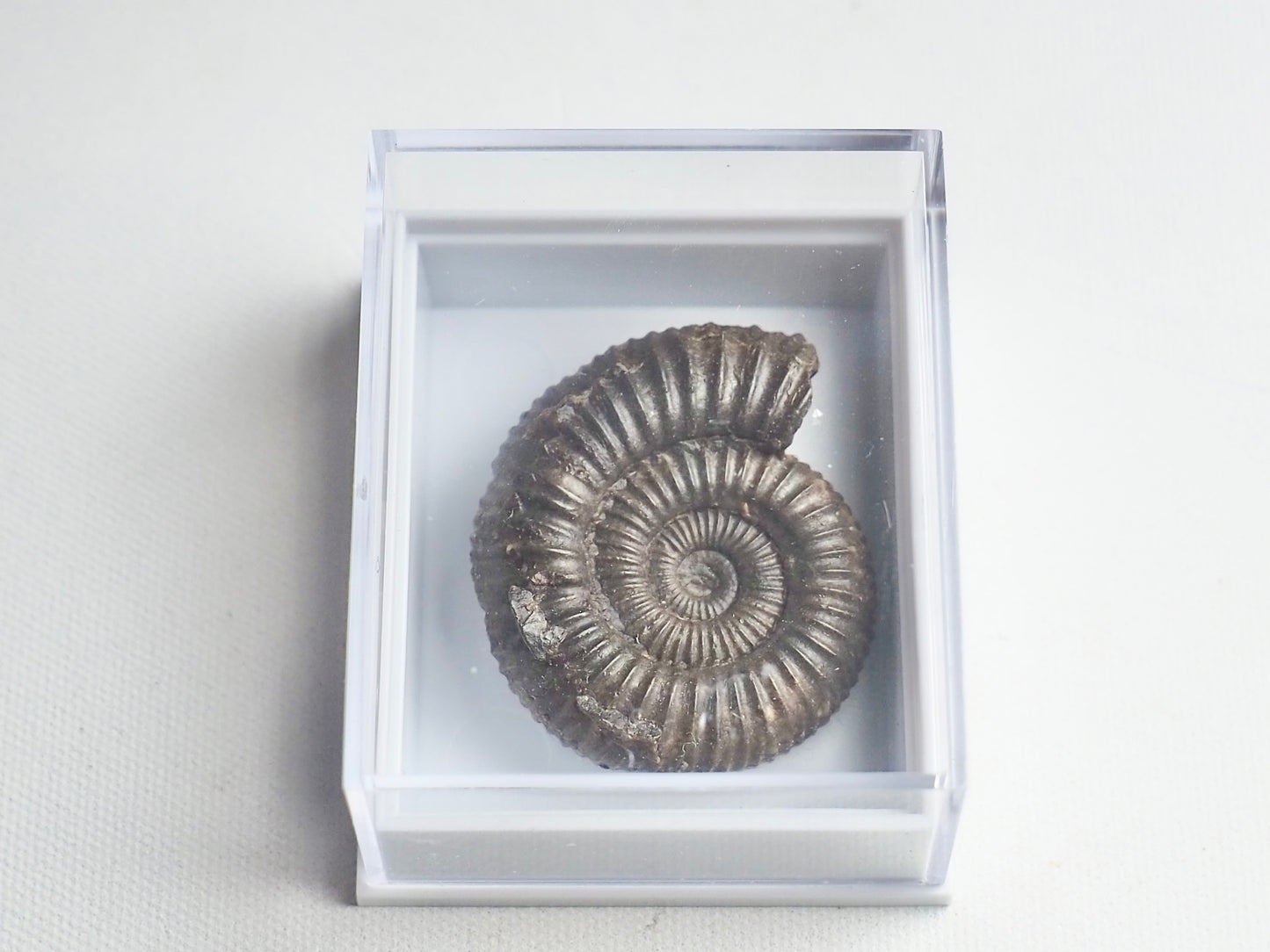 Dactylioceras Boxed Specimen