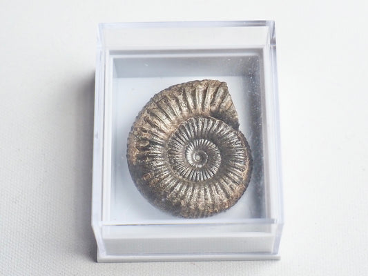 Dactylioceras Boxed Specimen