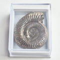 Dactylioceras Boxed Specimen Ammonite Fossil – Whitby Yorkshire Coast – Jurassic