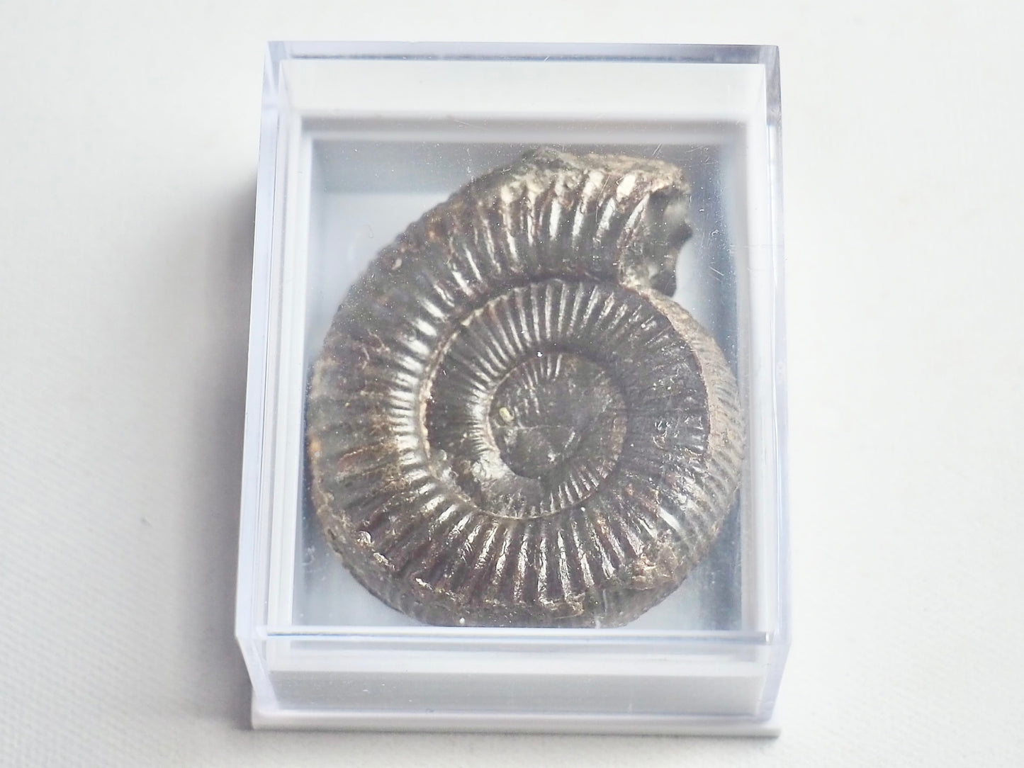 Dactylioceras Boxed Specimen