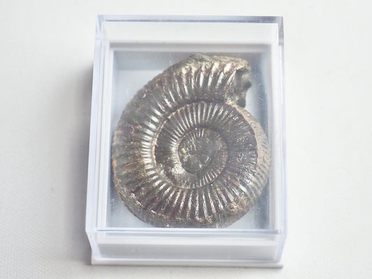 Dactylioceras Boxed Specimen