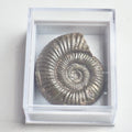 Dactylioceras Boxed Specimen Ammonite Fossil – Whitby Yorkshire Coast – Jurassic