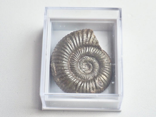 Dactylioceras Boxed Specimen